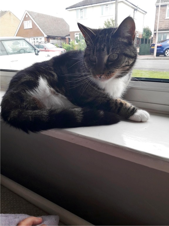 Lynsey's three legged cat sitting on a windowsill